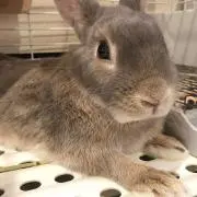yotsu