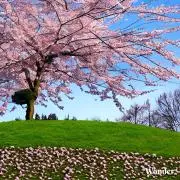 鯱の画像