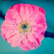 女梅の画像
