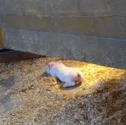 トトトの画像