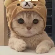 猫猫の画像