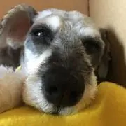 ぷーの画像