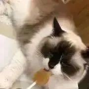 漬物石の画像
