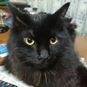 銀猫
