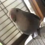 しゃっぽの画像