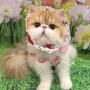 happyday☆の画像