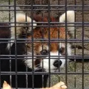 ☆パンダだモン☆の画像