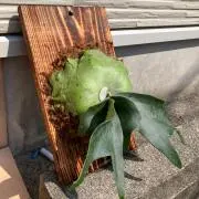拳王　ビカクシダ板職人　迅速対応の画像