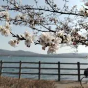 みどり【即購入okです】の画像