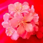 桜梅の画像