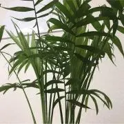 ブルース