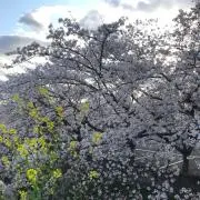 サボテン