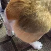 もふもふ
