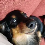 こたちの画像