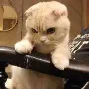 むぅの画像