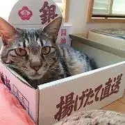 きゃな