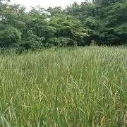 たろのすけの画像