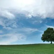 鰹節の画像