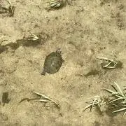 かめの画像