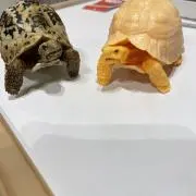 おやかたの画像