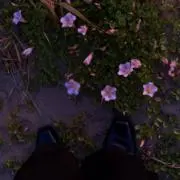フジツボの画像
