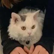♡の画像