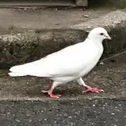 や☆即購入歓迎の画像