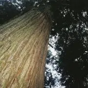 南方猫楠⚠︎プロフ必読の画像