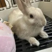 シェリー　フォロー割あります‼️の画像