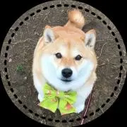 ちゃ