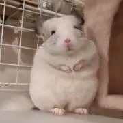 ゆの画像