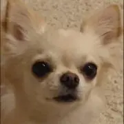 春風