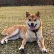 しゅん