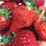 ミュウの画像