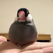Nedenekaの画像