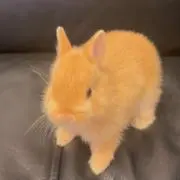 ひよ