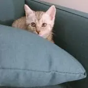 あさ
