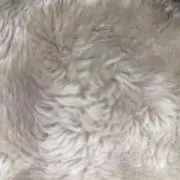 ねこはの画像