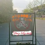 ミケの画像