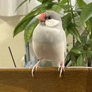 こむまるの画像