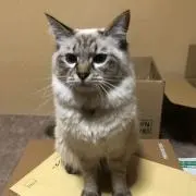マサッチの画像