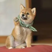 KENの画像