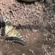 ナビの画像