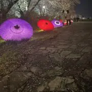 ココア