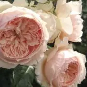 ＊蒼空＊発送は6月13日㈯〜ですの画像