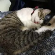 みーこの画像