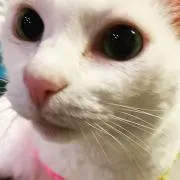ピナの画像