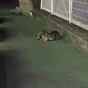からあげ