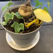 RYOの画像