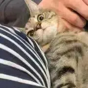ねろまう